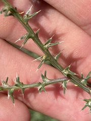 Salsola tragus
