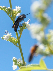 Megachile umbripennis