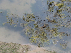Fucus ceranoides