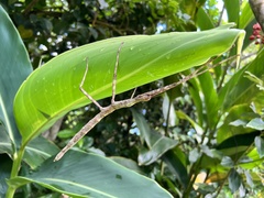 Phasmotaenia lanyuhensis