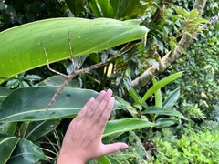 Phasmotaenia lanyuhensis