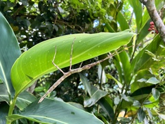 Phasmotaenia lanyuhensis