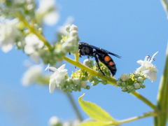 Megachile umbripennis