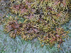 Fucus ceranoides