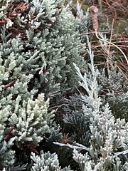 Juniperus horizontalis