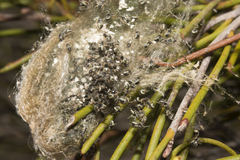 Araneae