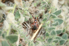Rhynocoris punctiventris