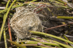 Araneae