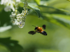 Megachile umbripennis