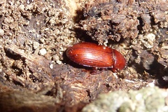Uloma culinaris