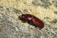 Uloma culinaris