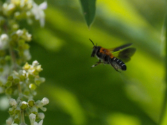 Megachile umbripennis