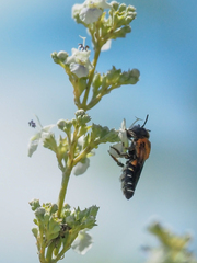 Megachile umbripennis