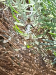 Argiope bruennichi