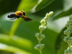 Megachile umbripennis