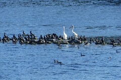 Pelecanus conspicillatus