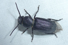 Spondylis buprestoides