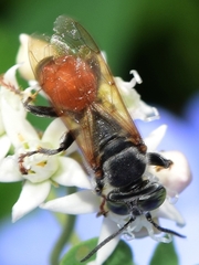 Tachysphex obscuripennis