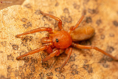 Caponia capensis