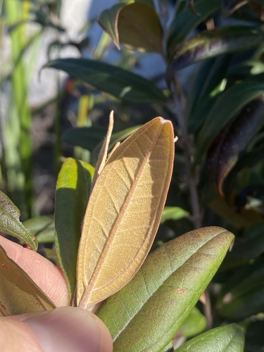 Rhodomyrtus sericea, 2022-08-20