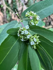 Euphorbia hypericifolia