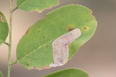 Chrysaster ostensackenella