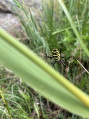 Argiope bruennichi