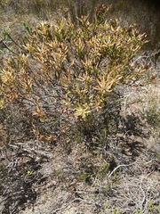 Leucadendron modestum