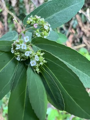 Euphorbia hypericifolia