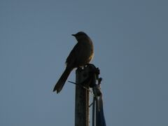 Mimus saturninus