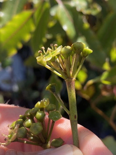 Polyscias willmottii observed 2022-08-20