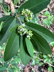 Euphorbia hypericifolia