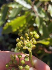 Polyscias willmottii