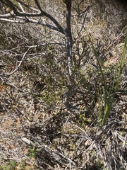 Leucadendron modestum