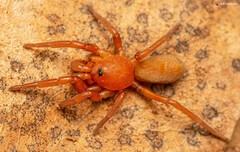 Caponia capensis