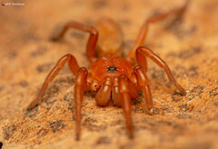Caponia capensis