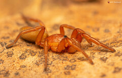 Caponia capensis
