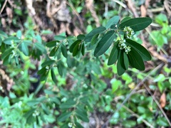 Euphorbia hypericifolia