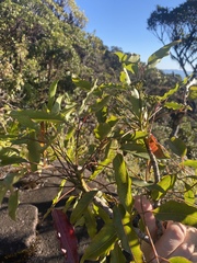 Polyscias willmottii