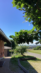 Quercus