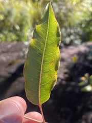 Polyscias willmottii