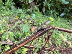 Diploderma swinhonis