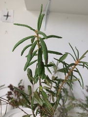 Rhododendron tomentosum