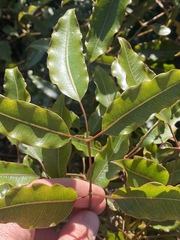 Polyscias willmottii