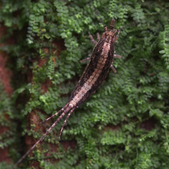 Archaeognatha