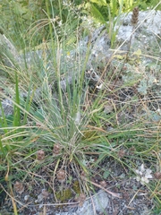 Poa variegata
