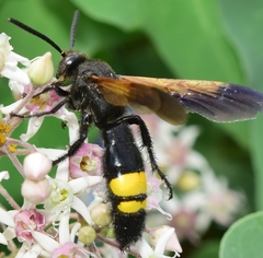 Scolia erythrocephala