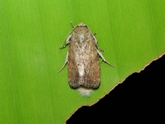 Spodoptera pecten