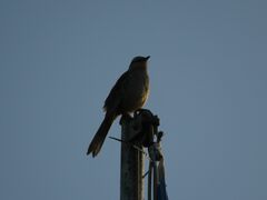 Mimus saturninus