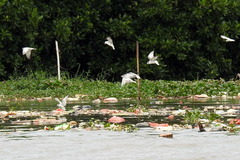 Chlidonias leucopterus